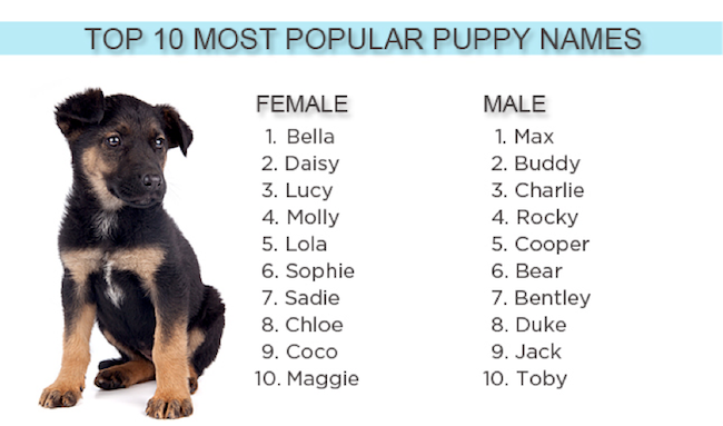 Cute shop puppy names