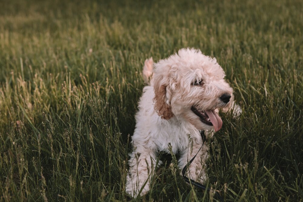 how do i get my dog to stop rolling in stinky stuff