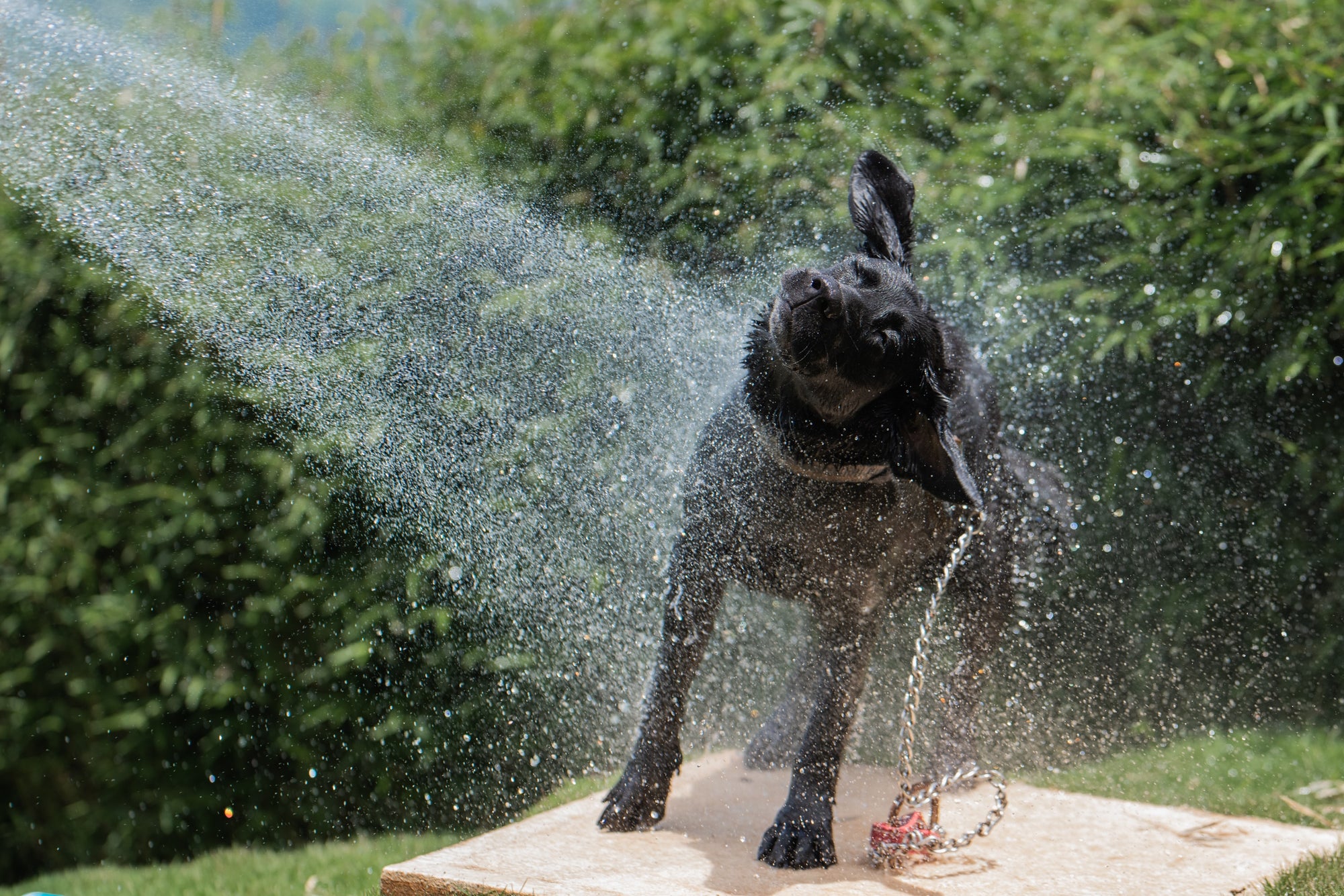 Keeping Your Water-Loving Dog Smelling Fresh as a Daisy: How to Bathe Your Dog