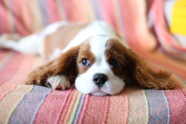 The Complete Guide to Potty Training a Puppy