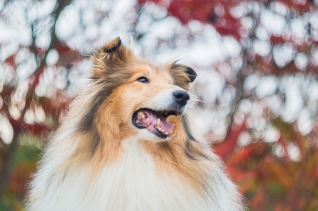 How to Groom Long Haired Dogs