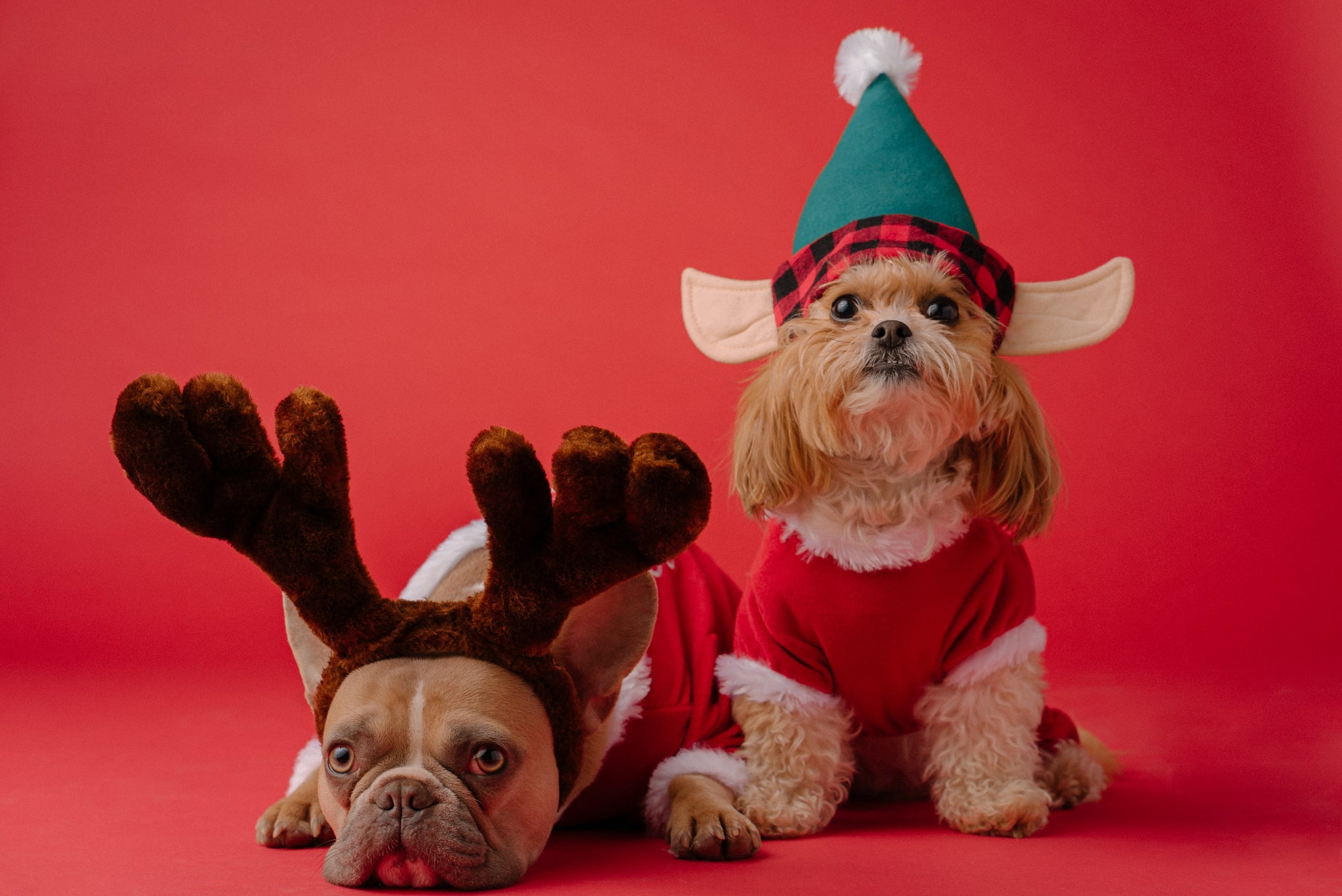 Tips to Keep Your Pets Safe During the Holidays