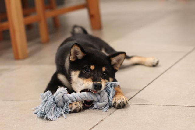 4 Easy DIY Dog Toys to Keep your Dog Busy