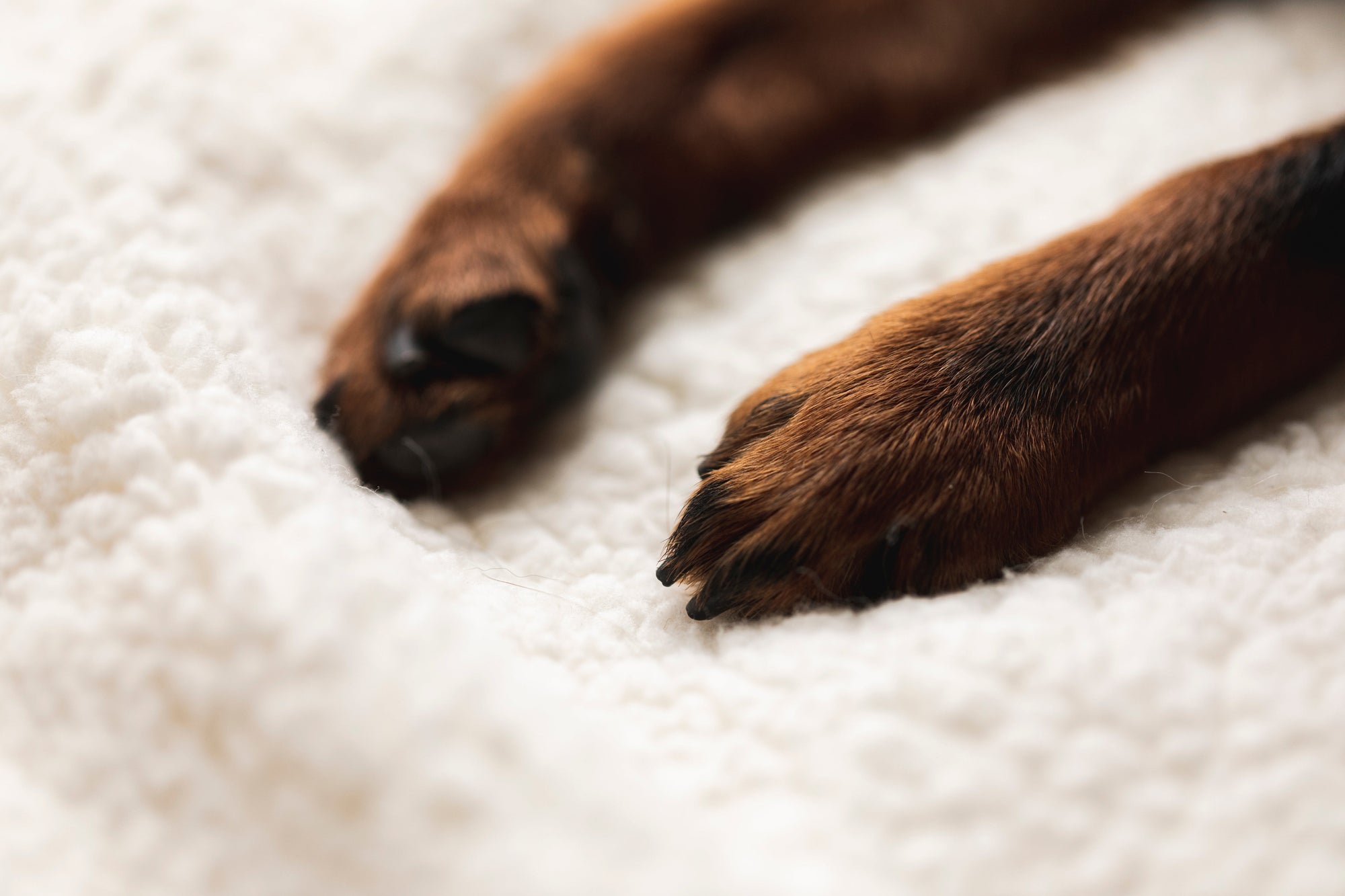 Paw Care Tips to Beat the Summer Heat