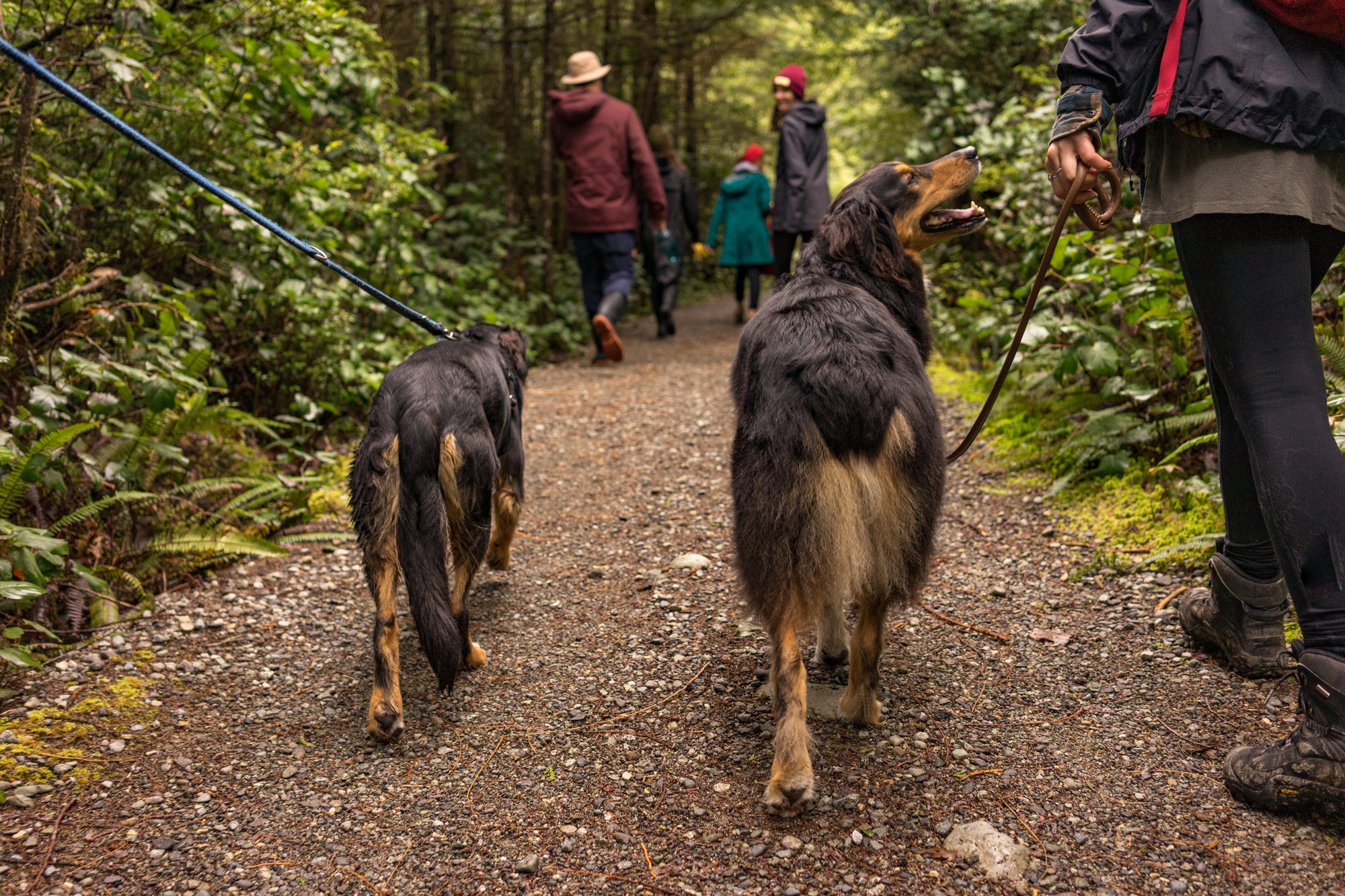 Dog Walking Etiquette: 5 easy "rules"