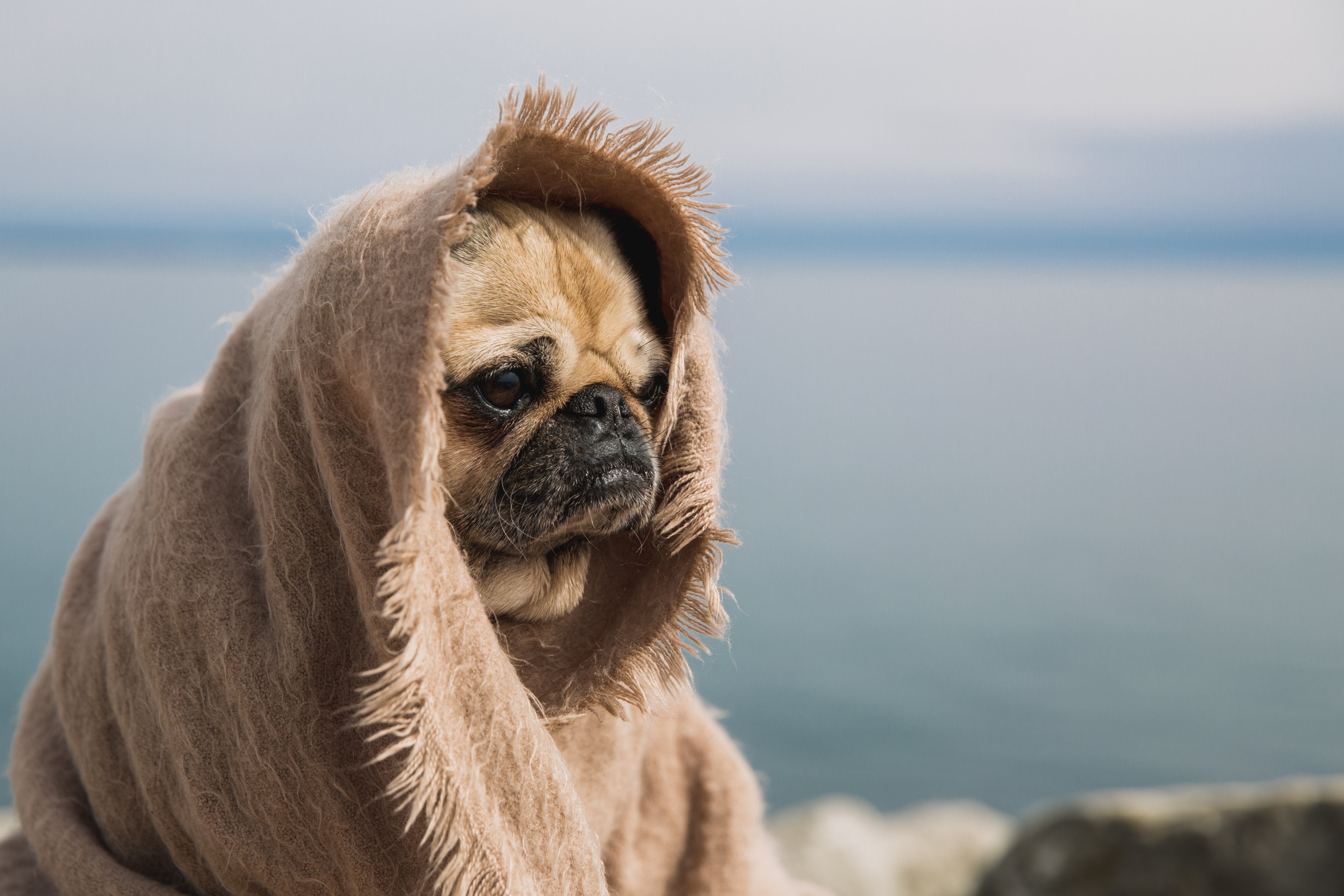 Image showcasing Tips For Calming Anxious Pets