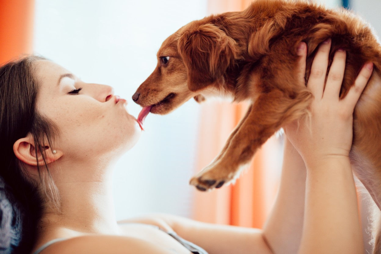 What to do About Dog Shedding