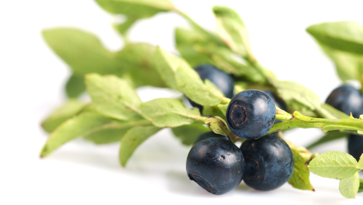 Bilberry Seed Oil