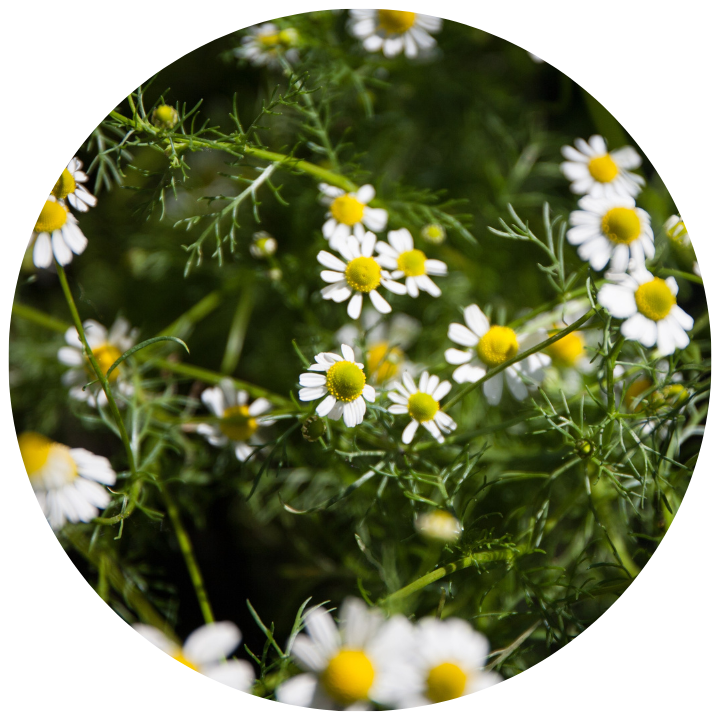 CHAMOMILE