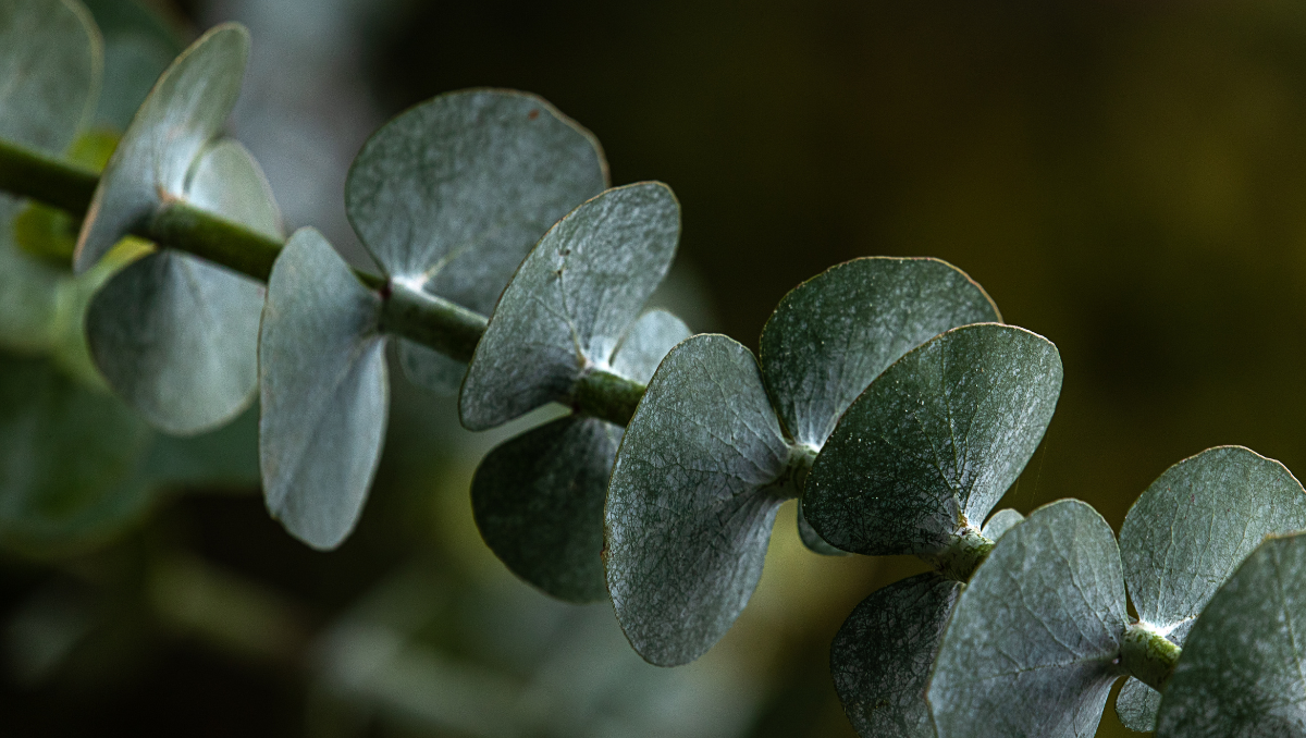 Eucalyptus Oil