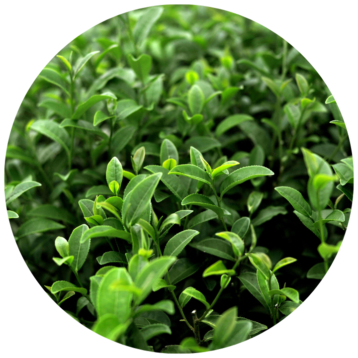 GREEN_TEA_LEAF