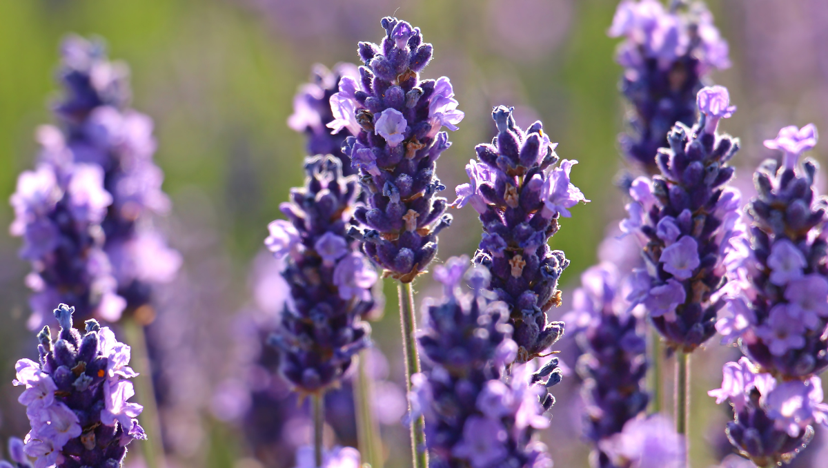 Lavender Oil