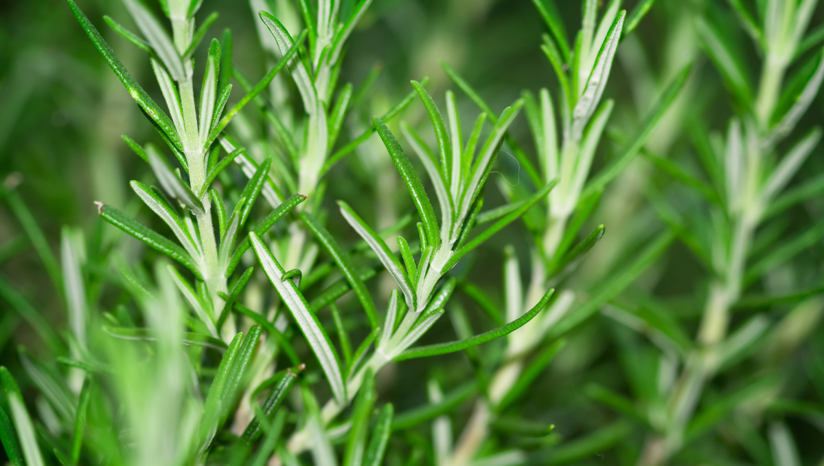 Rosemary Oil