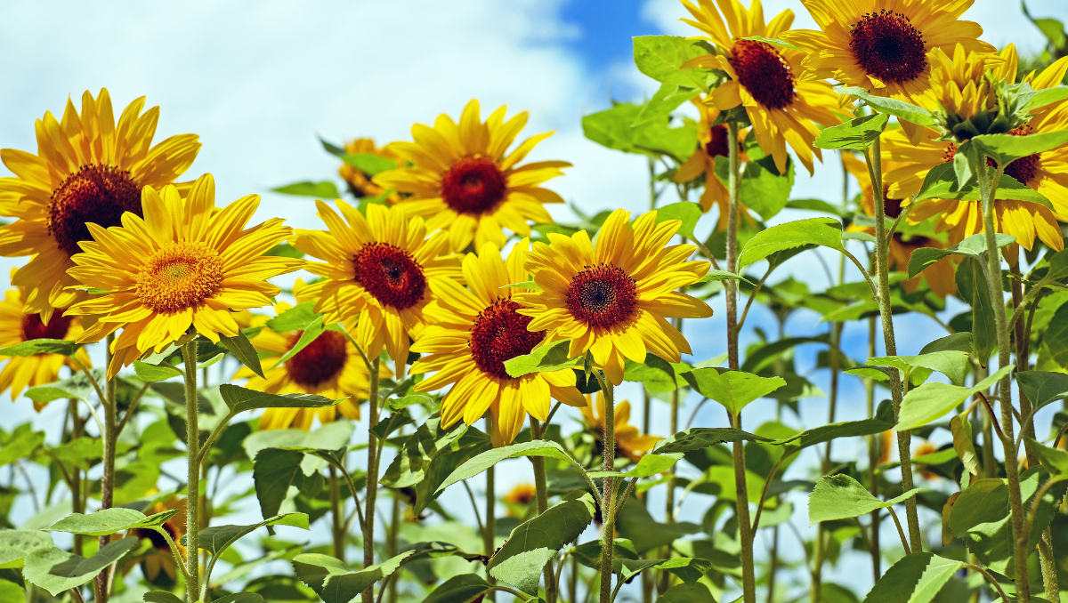 Sunflower Seed Oil