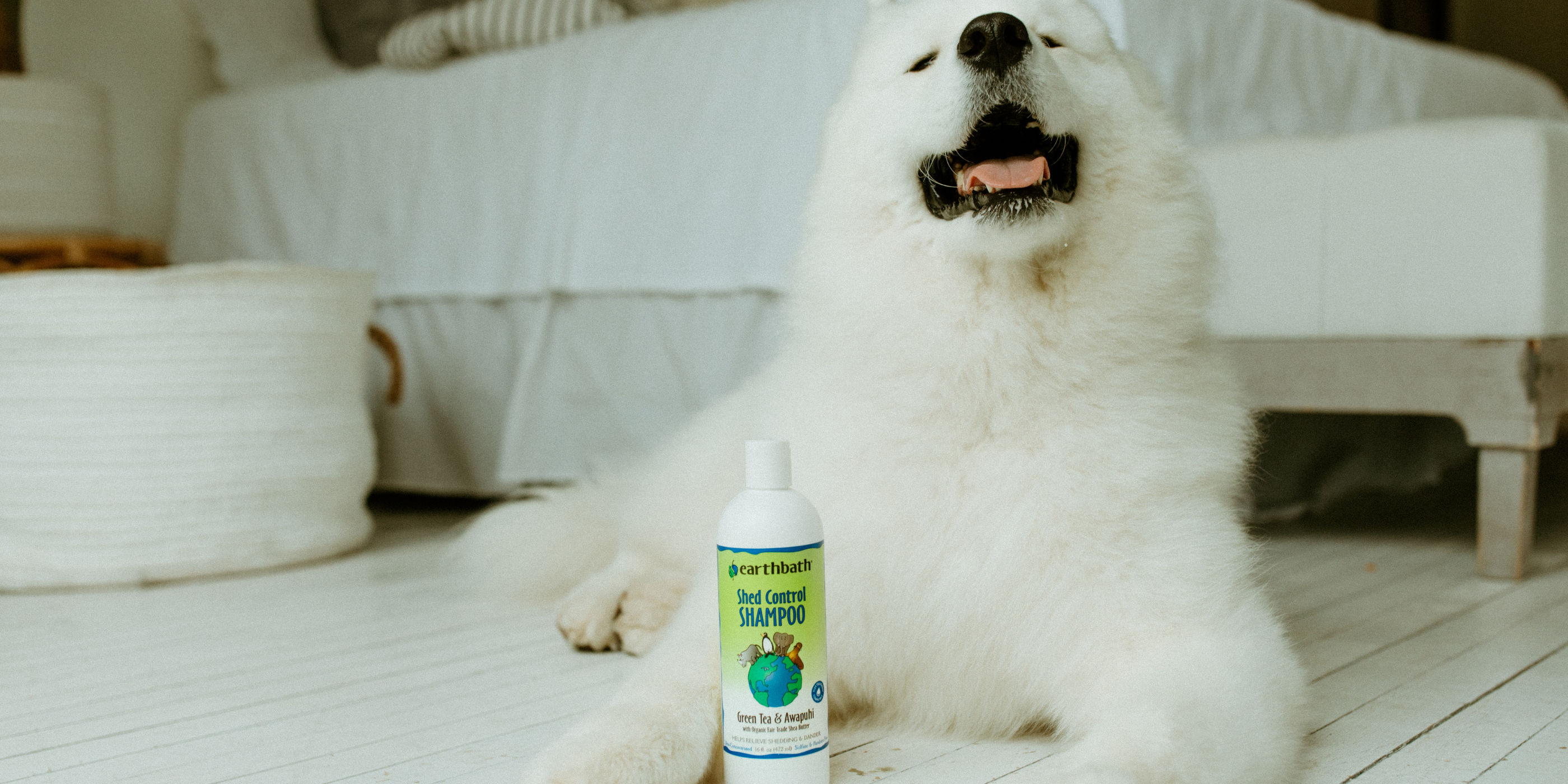 happy white dog posing with Shed Control Shampoo