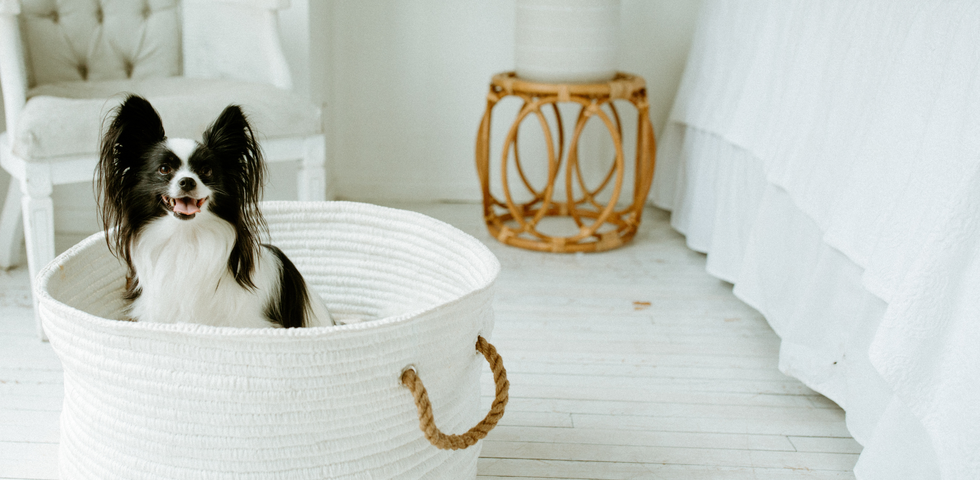 Happy Dog in basket