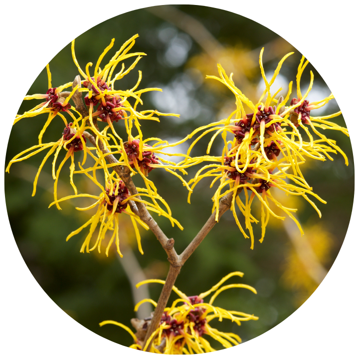 WITCH_HAZEL