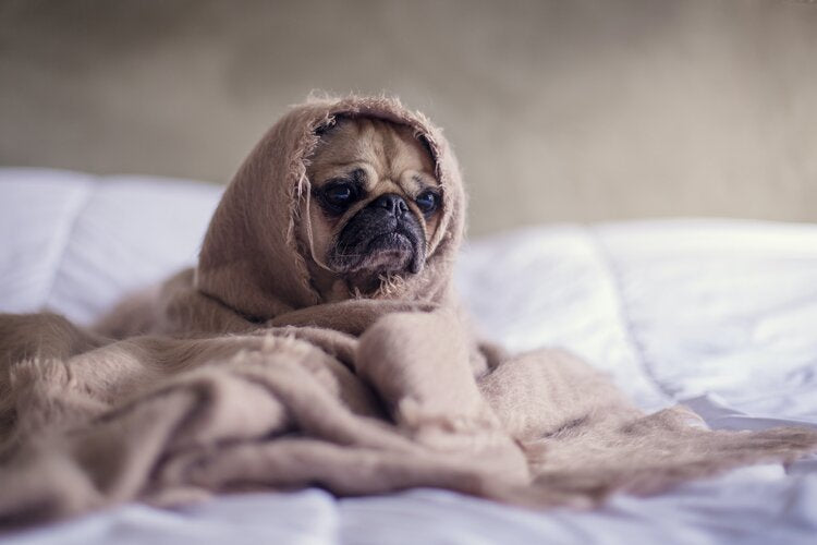 Do you know the most common symptoms of stress in dogs? Read our list, and relax!