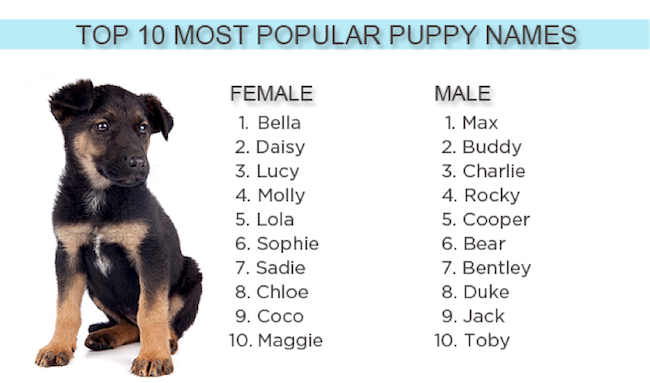 Top Puppy Names