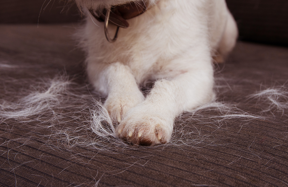 Shedding 101 Understanding Your Pet's Shedding Cycle