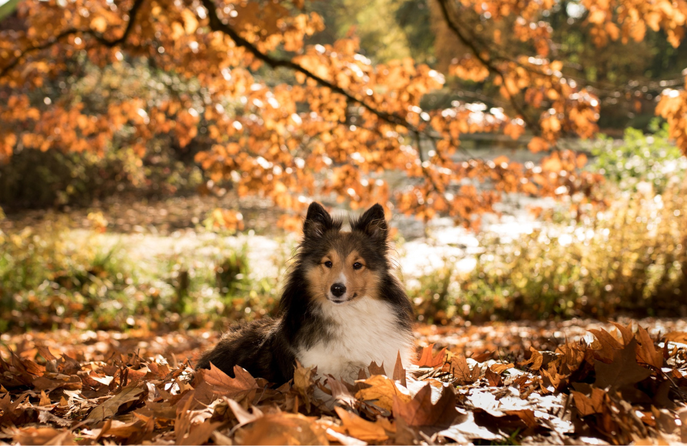 Top Tips for Fall Grooming: Preparing Your Pet for the Season Ahead