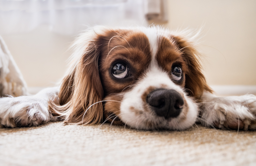 Why Does My Dog Stink?