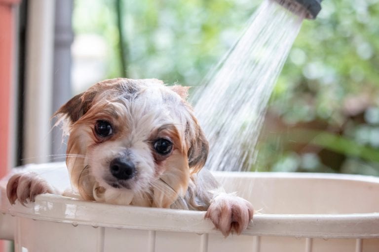 How to Find the Best Puppy Shampoo