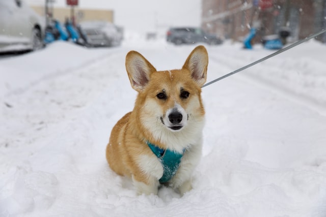 The importance of winter grooming: follow our four tips!