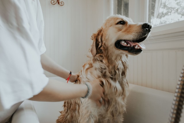 Earthbath Shampoo 101: Choosing the Best Shampoo for Your Dog