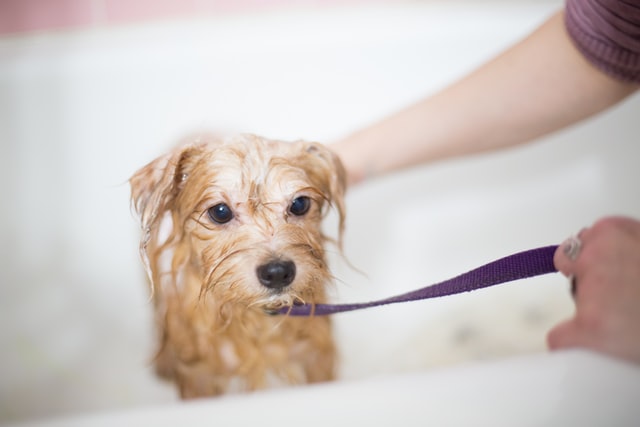 Clean Pup, Happy Life! Our Five Best Dog Bath Hacks