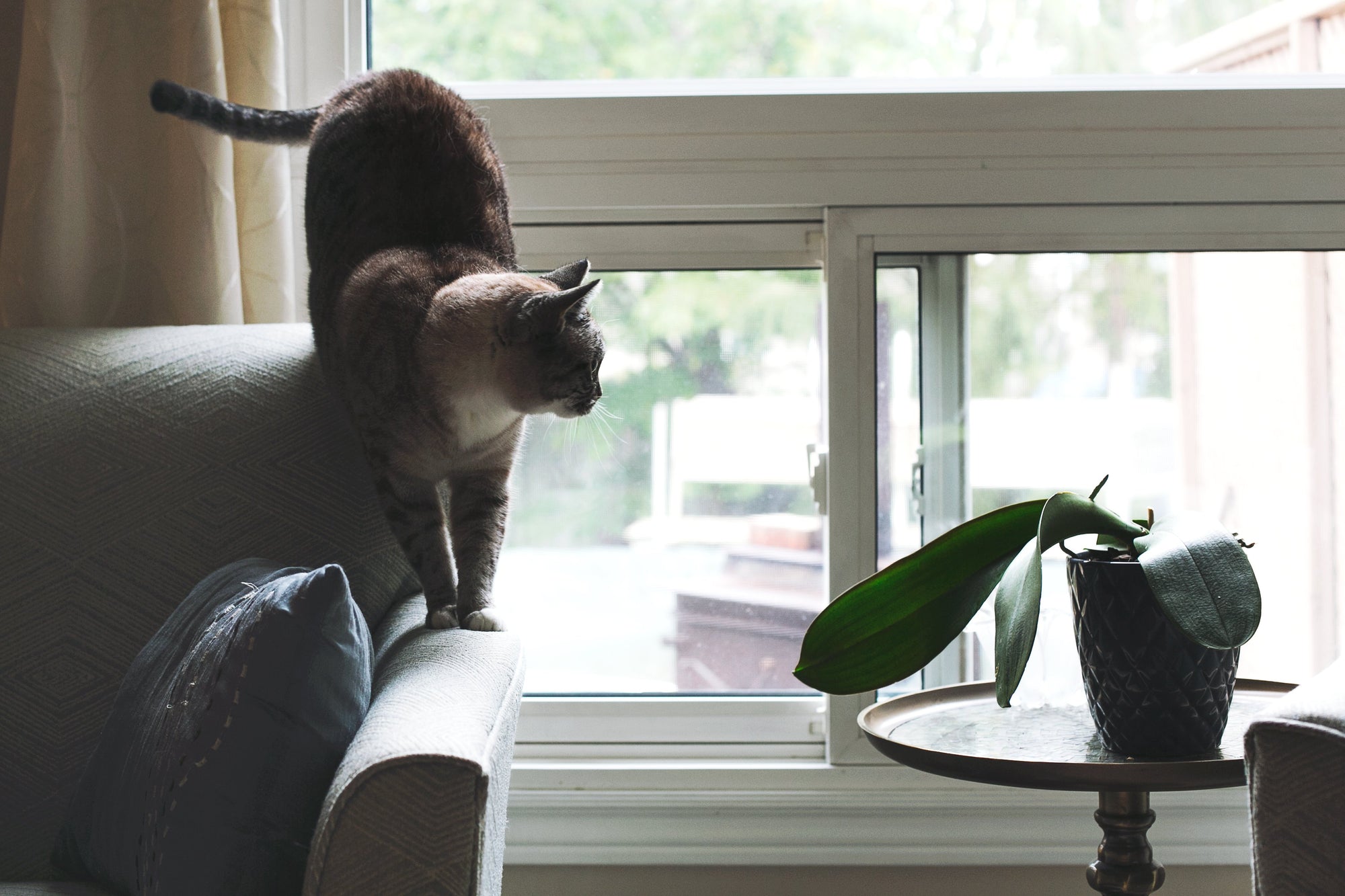 Three Pet Safety Tips for “Plant People”