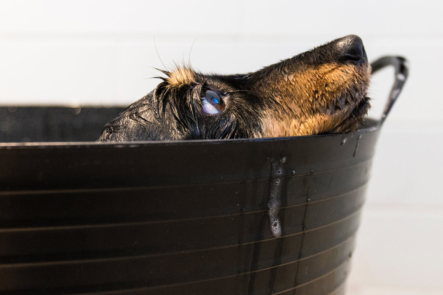 What makes a quality dog shampoo?