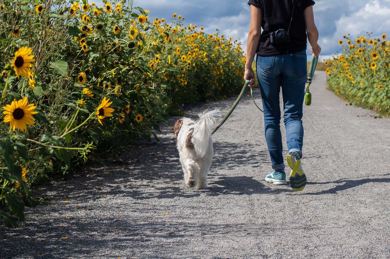 Keep Yourself – And Your Pet – Sharp & Fit With a Daily Walk!