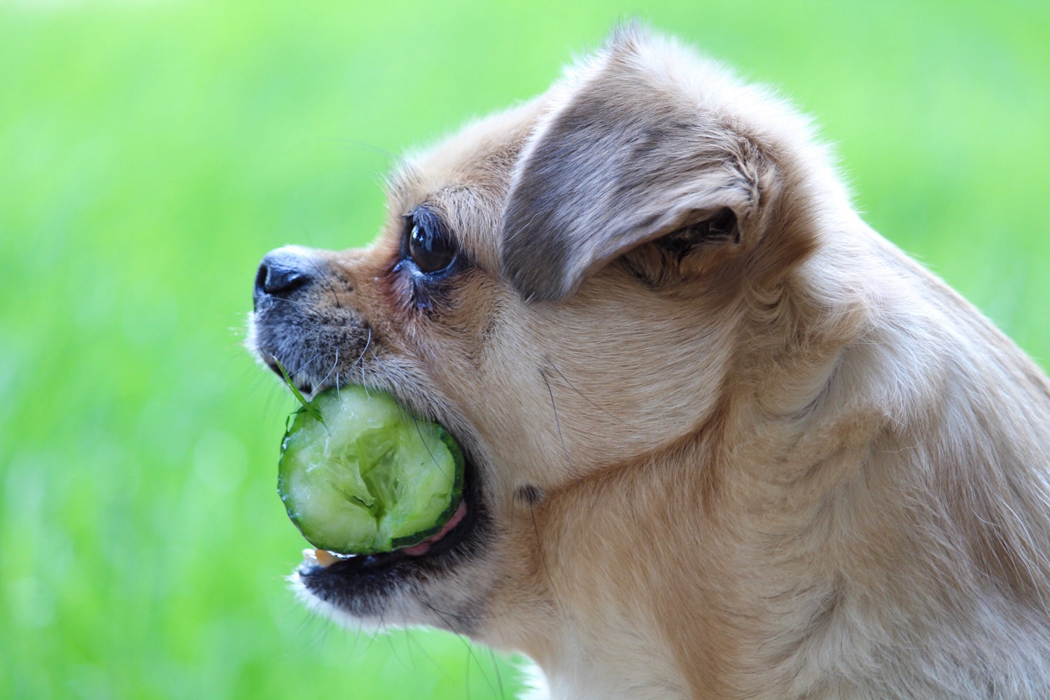 Foods You Can Share With Your Dog