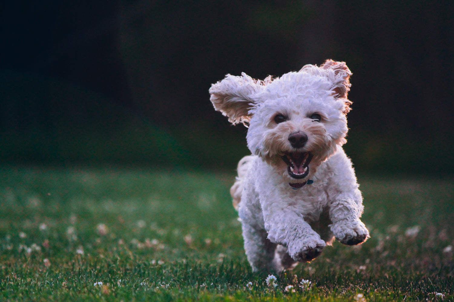 Oatmeal: The Secret Super-Ingredient Your Pup's Skin Needs