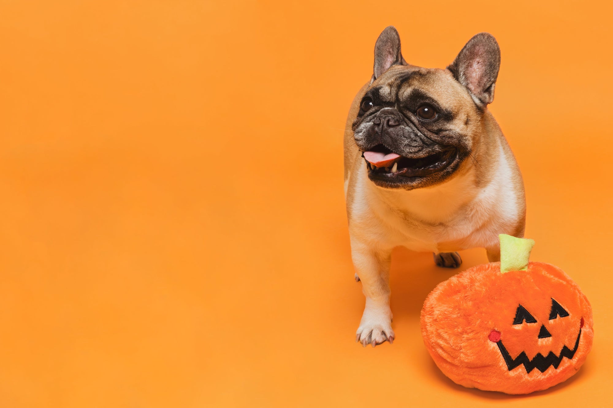 Don't Let Halloween be a Scary Time for Pets