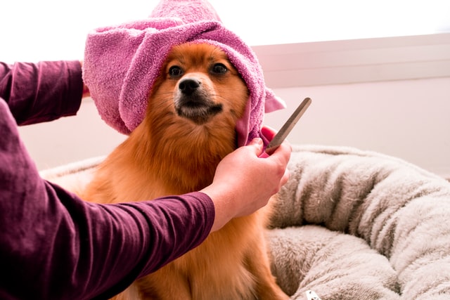 DIY Grooming: The Best At-Home Grooming for Dogs Tips