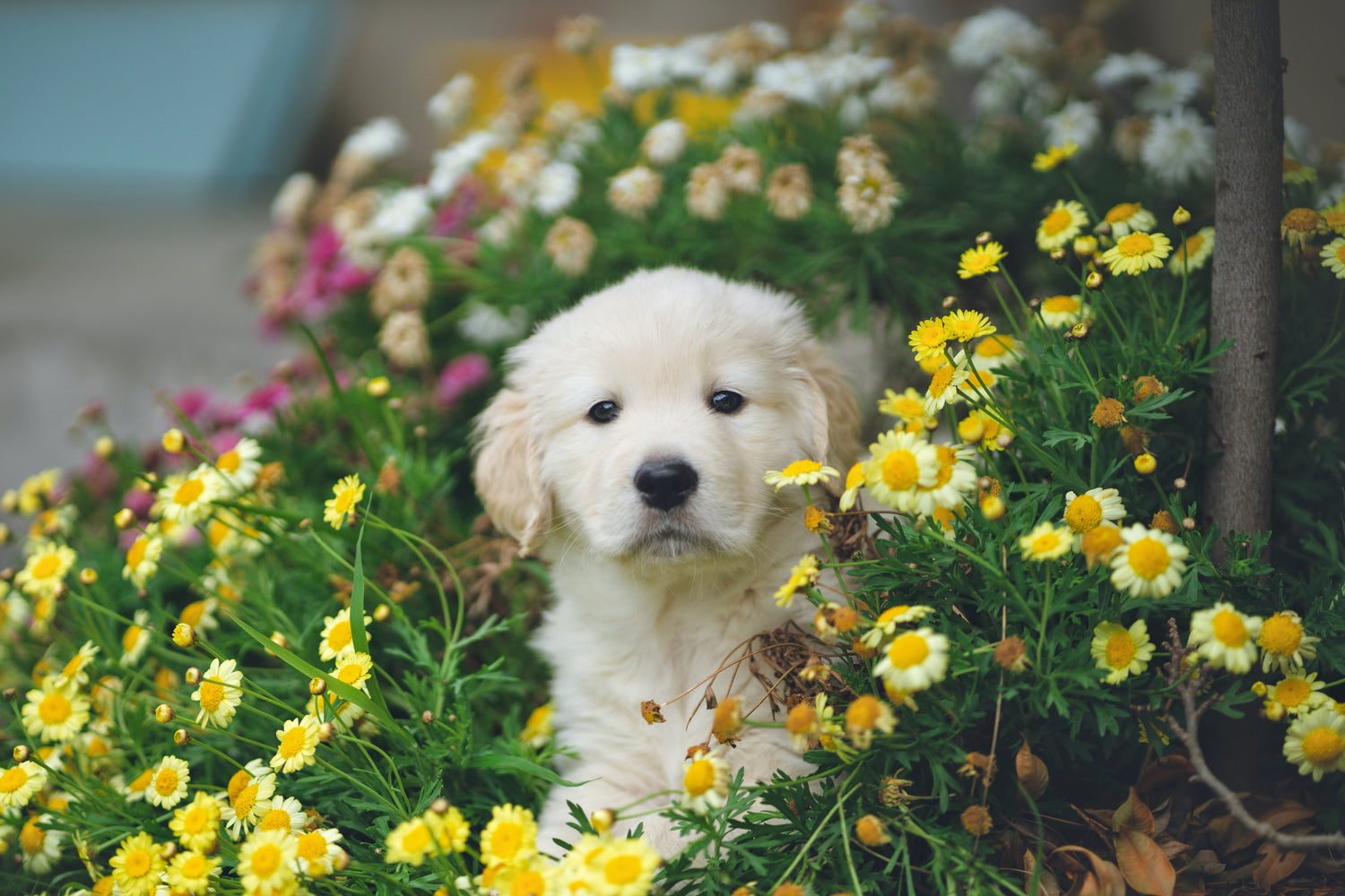 golden retriever puppy in flowers