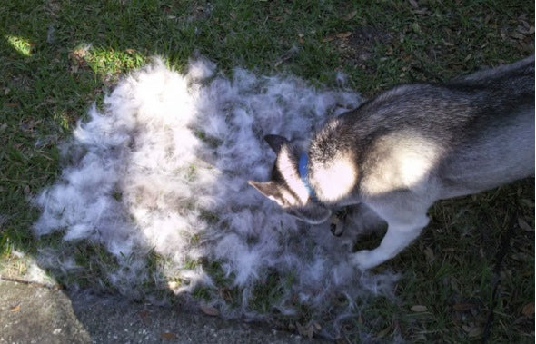Shedding woes, part 1: What does "blowing coat" mean?