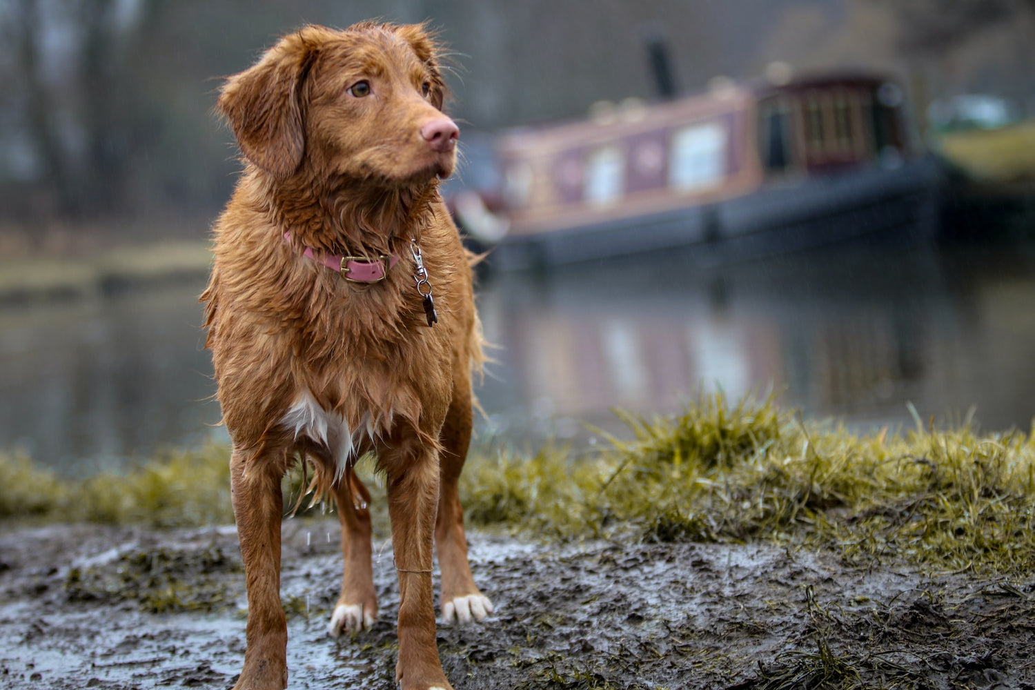 muddy dog in need of a quick clean up with earthbath grooming wipes and foam