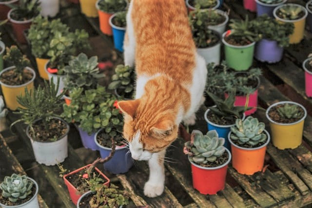 Common Plants that Are Dangerous for Dogs and Cats