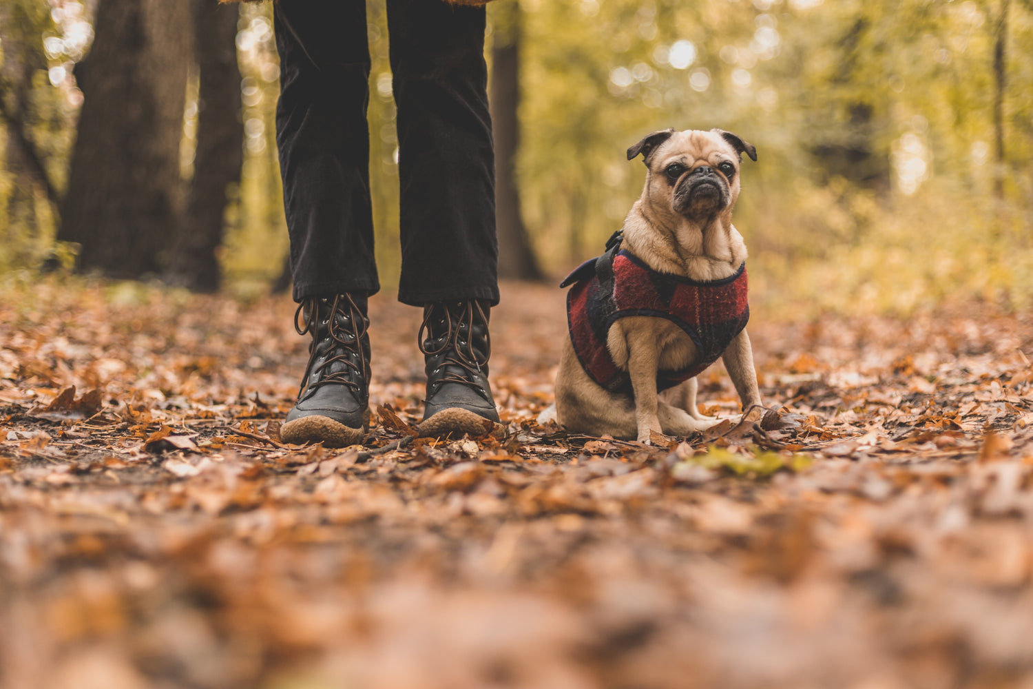 Five Ways to Make Your Dog Smile This Fall