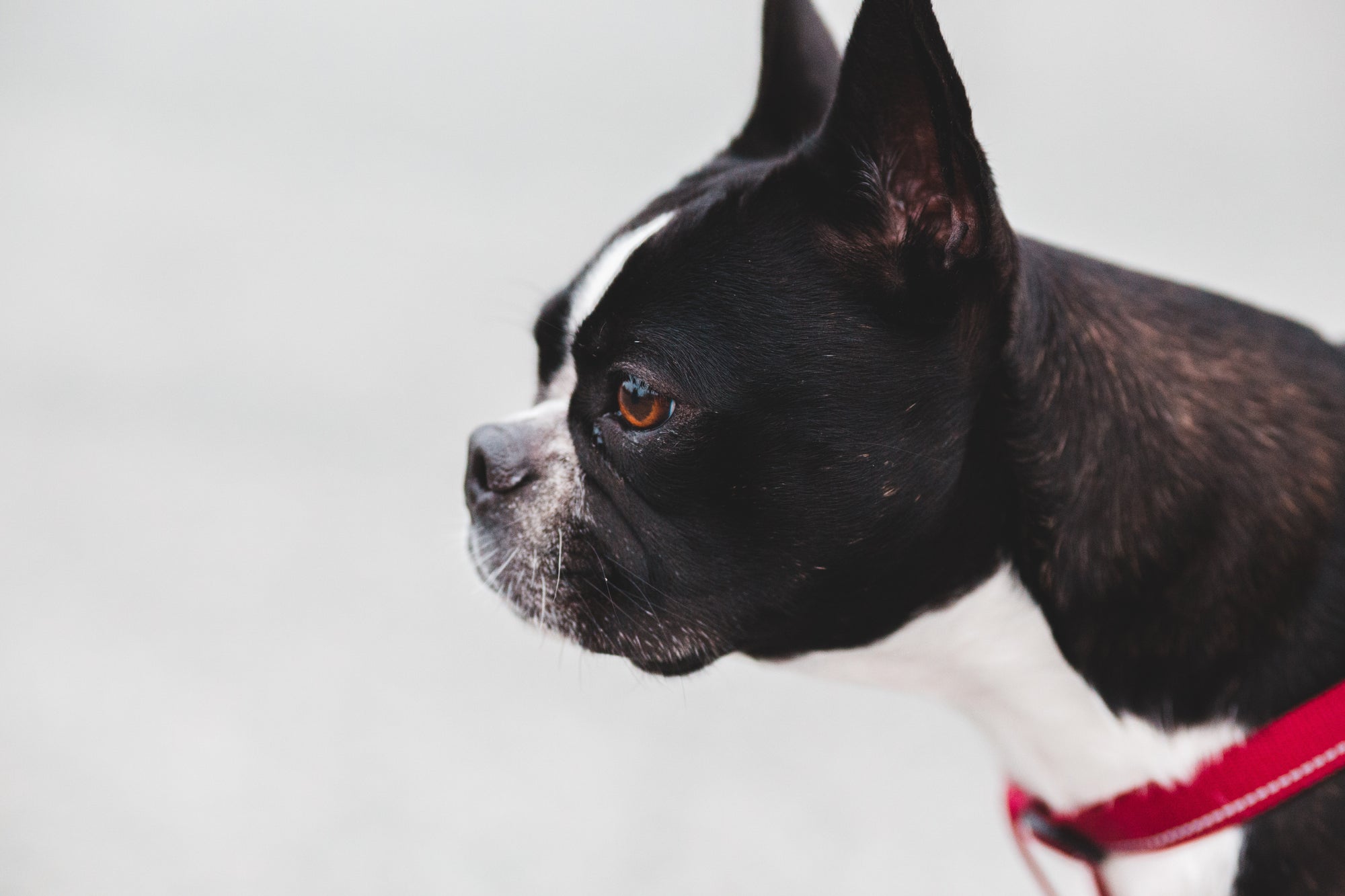 Simple Tips for Dog Ear and Eye Health