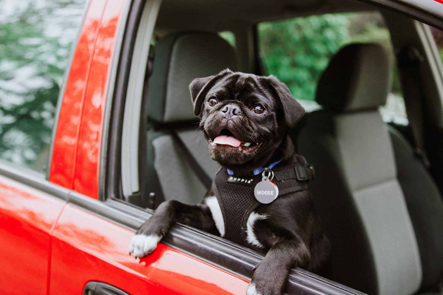 Safe Traveling With Pets: What You Need to Know