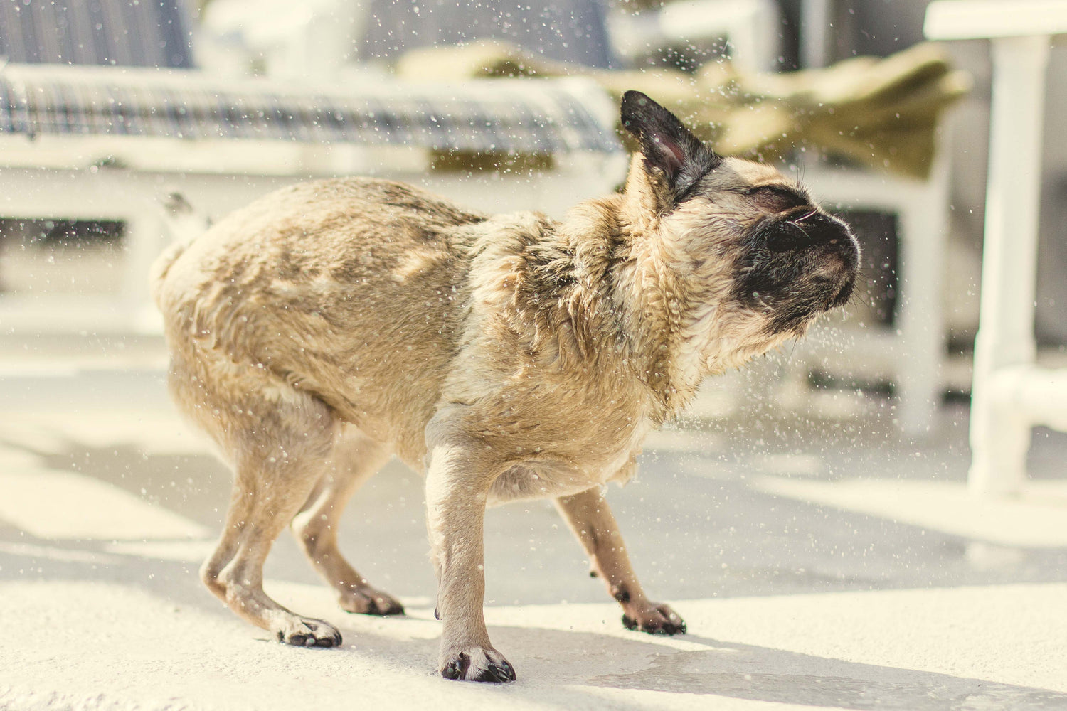 When Can You Give a Puppy It's First Bath?