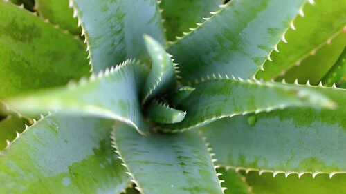 Aloe Vera Plant