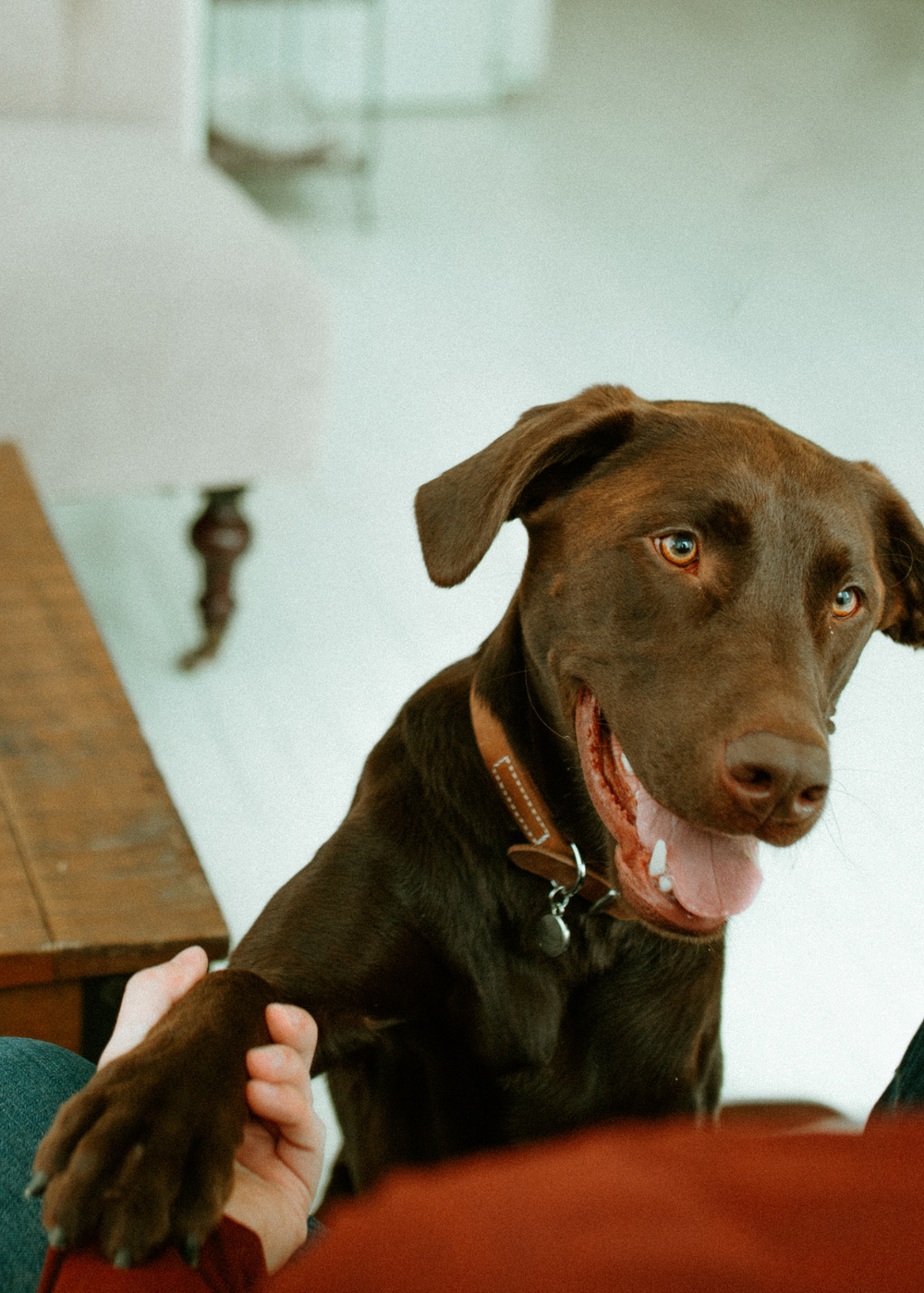 earthbath® Brand Ambassadors