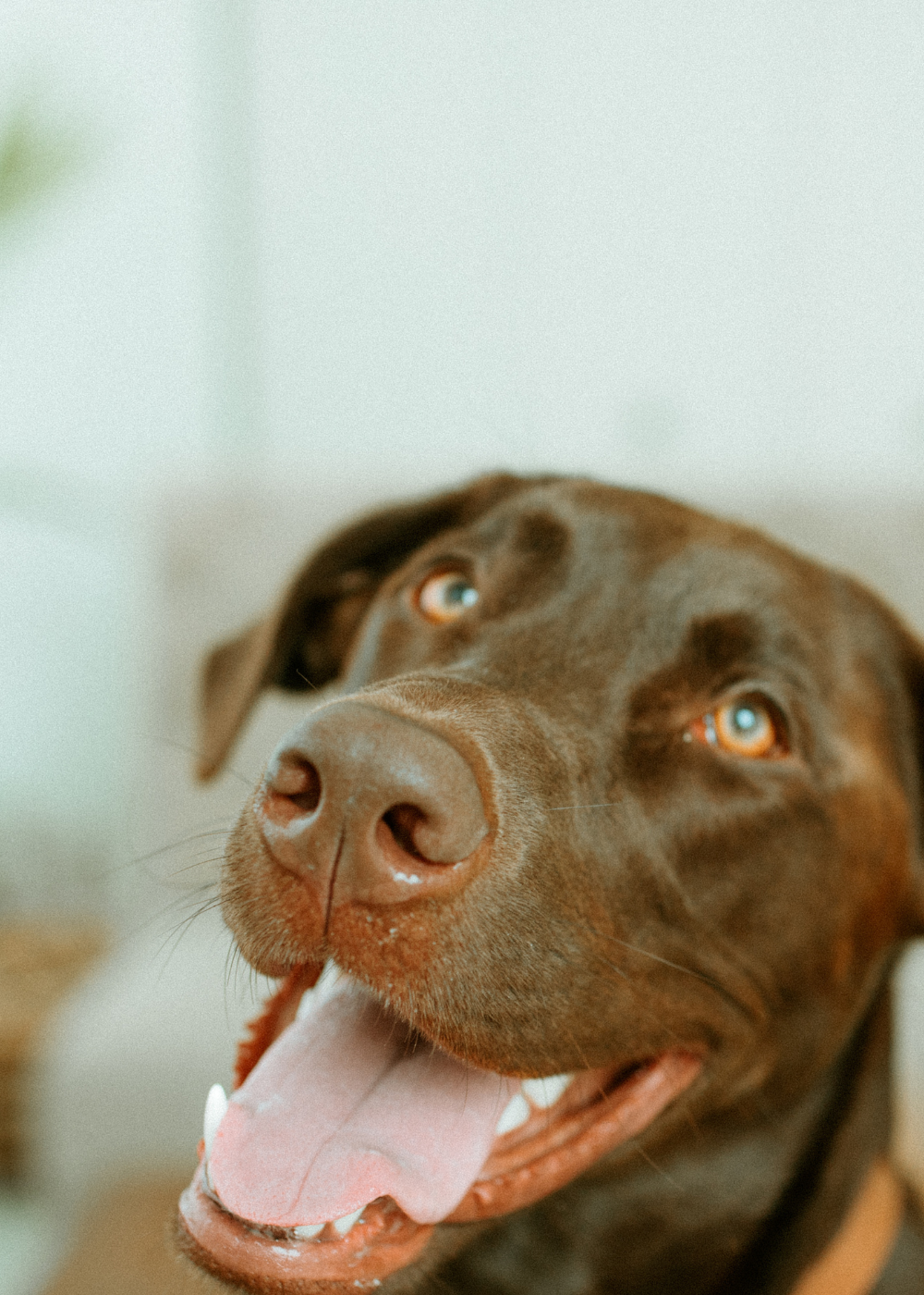 brown dog smiling