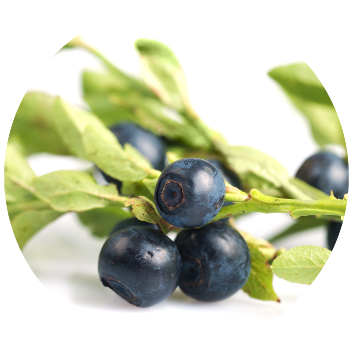 BILBERRY