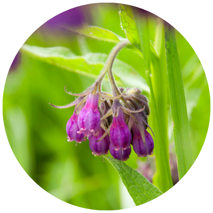 COMFREY